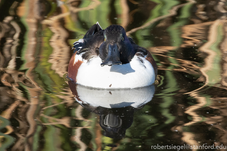 emily renzel wetlands